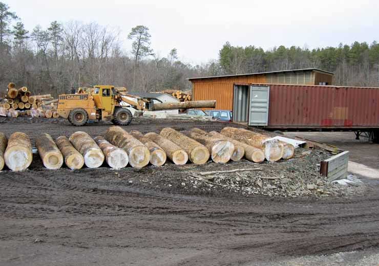 Loading Tulip Poplar Saw Logs