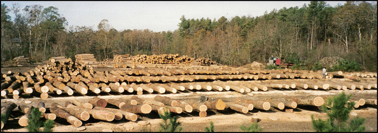 Preparing for Log Sale