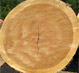 Black Cherry Veneer Logs