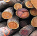 Black Cherry Saw Logs