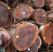 Black Walnut Saw Logs