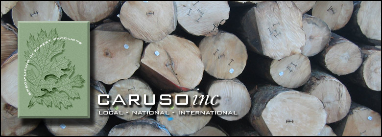 Caruso Inc. Local, National, International