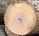 Hickory Veneer Logs