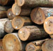 Hickory Saw Logs
