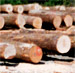 Hard Maple Saw Logs