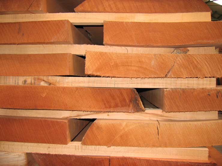 European Beech