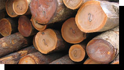 Black Cherry Saw Logs