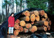 Black Cherry Saw Log 1