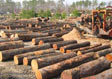 Black Cherry Saw Log 2