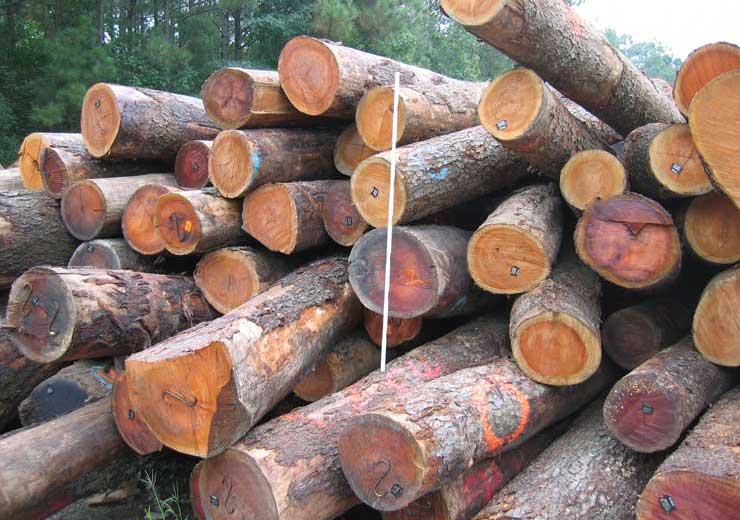Black Cherry Saw Log 3