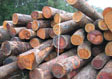 Black Cherry Saw Log 3