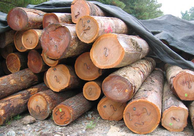 Black Cherry Saw Log 5