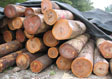 Black Cherry Saw Log 5