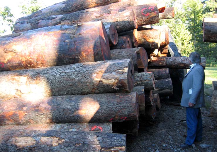Black Cherry Saw Log 6