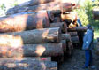 Black Cherry Saw Log 6