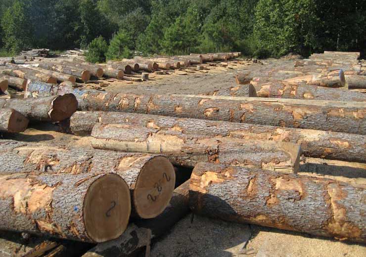 Black Cherry Saw Log 7
