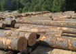 Black Cherry Saw Log 7
