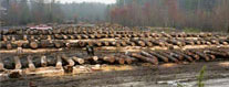 Black Cherry Saw Log 8