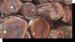 Black Walnut Saw Logs