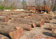 Black Walnut Saw Log 2
