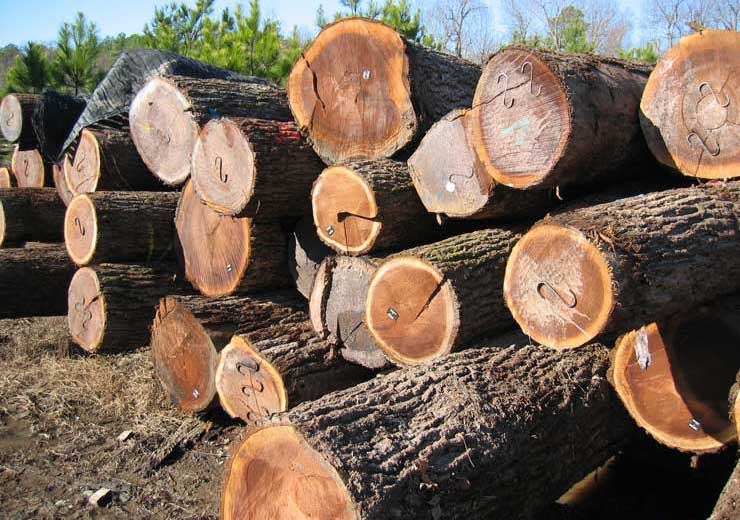 Black Walnut Saw Log 4