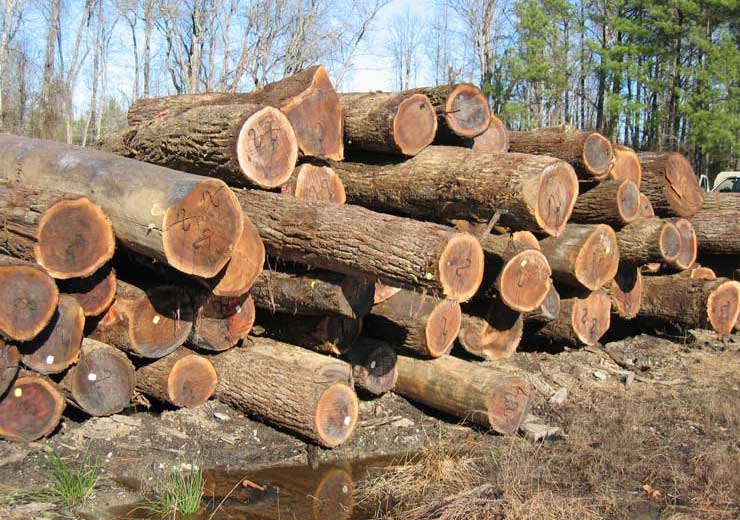 Black Walnut Saw Log 5