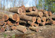 Black Walnut Saw Log 5