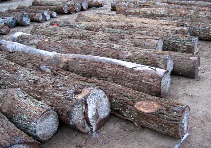 Black Walnut Saw Log 6