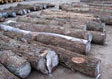 Black Walnut Saw Log 6
