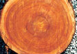 Cypress Saw Log 1