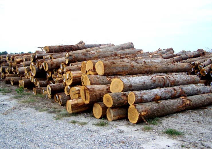 Cypress Saw Log 3