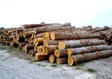 Cypress Saw Log 3