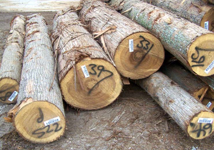 Cypress Saw Log 4