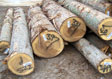 Cypress Saw Log 4