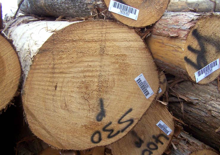 Cypress Saw Log 5