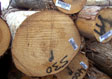 Cypress Saw Log 5