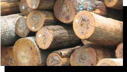Hickory Saw Logs
