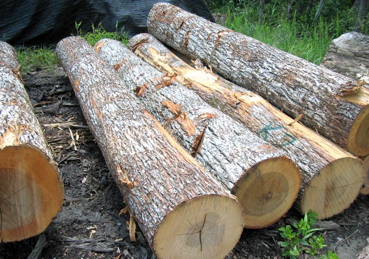 Hickory Saw Log 1