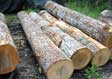 Hickory Saw Log 1