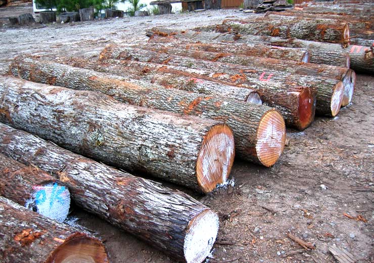 Hickory Saw Log 2