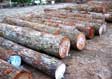 Hickory Saw Log 2