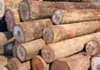 Hickory Saw Log 3