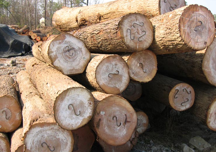 Hickory Saw Log 4