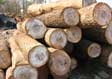 Hickory Saw Log 4