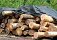 Hickory Saw Log 5