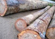 Hickory Saw Log 7