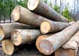Hickory Saw Log 8