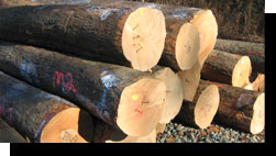Hard Maple Saw Logs