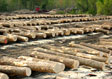 Hard Maple Saw Log 1