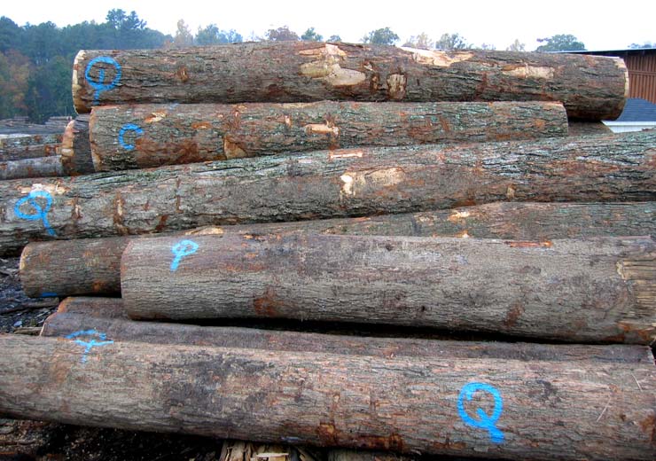 Hard Maple Saw Log 3